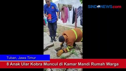 Download Video: Ngeri! 8 Anak Ular Kobra Muncul di Kamar Mandi Rumah Warga Tuban, Begini Penampakannya