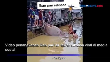 Ikan Pari Raksasa Langka Ditangkap Warga di Sungai Mahakam