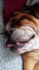 Snoring English Bulldog Sounds Like a Jackhammer