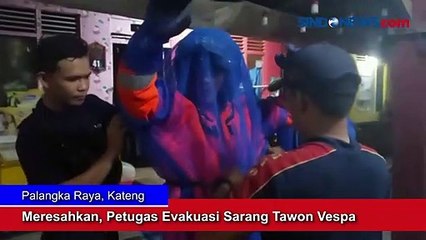 Video herunterladen: Meresahkan, Petugas Evakuasi Sarang Tawon di Palangka Raya