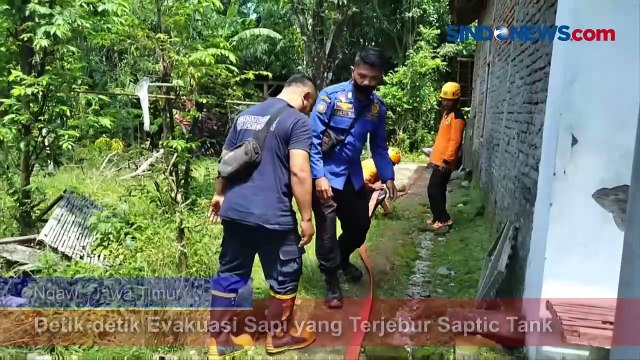 Detik-detik Evakuasi Sapi yang Terjebur Saptic Tank Sedalam 7 Meter di Ngawi