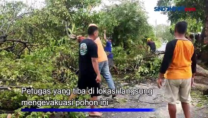 Download Video: Diterjang Angin Kencang, Pohon Tumbang Timpa Motor di Banyuwangi