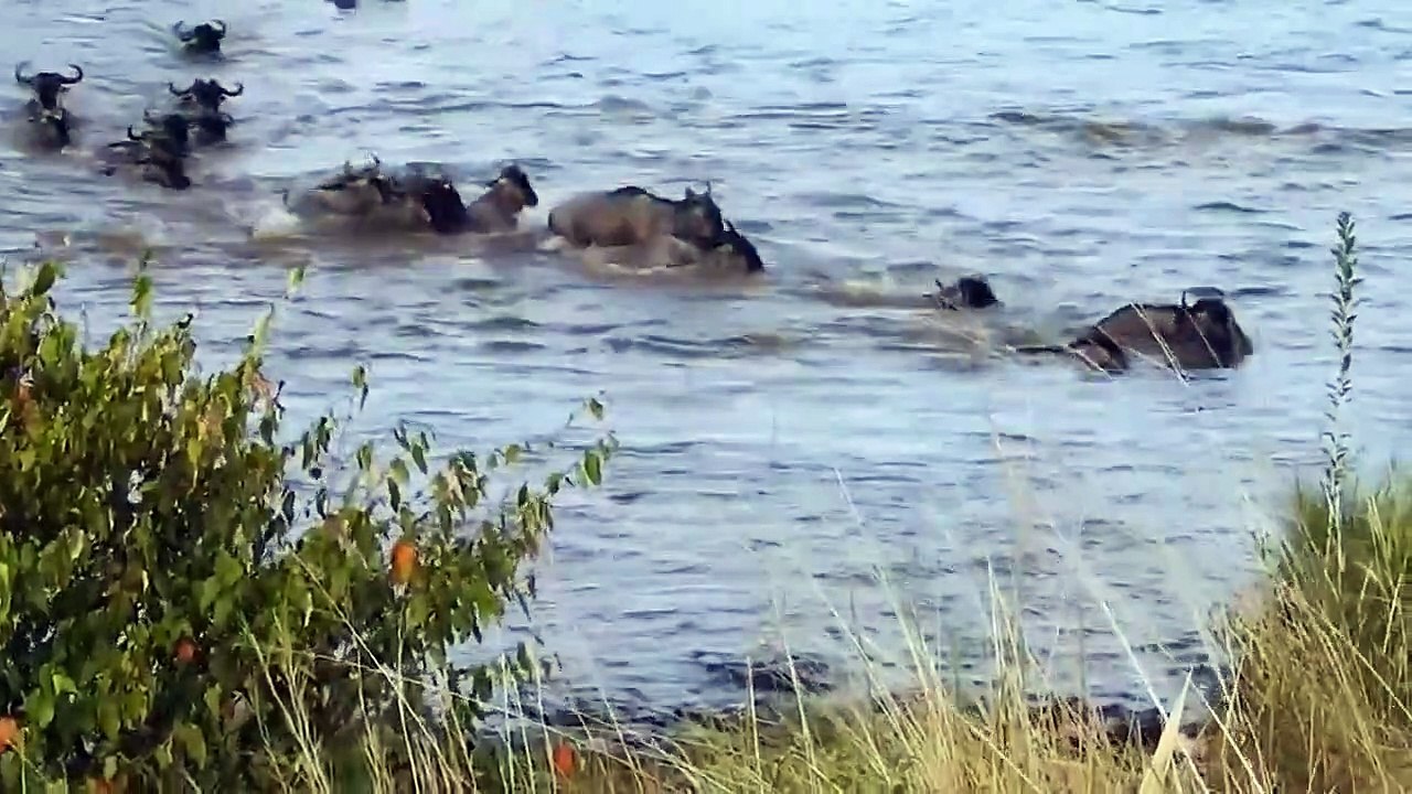 クロコダイル - 動物の攻撃からの水中待ち伏せからの幸運なヌーの脱出