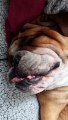Snoring English Bulldog Sounds Like a Jackhammer