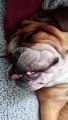 Snoring English Bulldog Sounds Like a Jackhammer