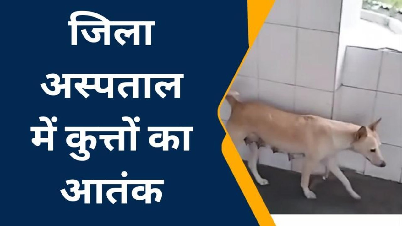 देवरिया: जिला अस्पताल में कुत्तों का आतंक, डर के साये में मरीज