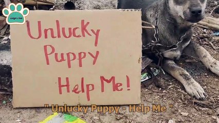 Abandoned puppy with the words- "Unlucky Puppy - Help Me"