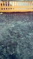 बरसात के साथ आए ओले किसान की फसल चाैपट , देखें वीडियो