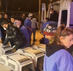 ANTAKYA'DAN GETİRİLEN 132 KÖPEK VE KEDİ, 25 KLİNİKTE TEDAVİ EDİLİYOR