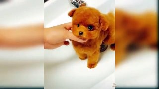 Baby_Dogs_-_Cute_and_Funny_Dog_Videos_Compilation2023