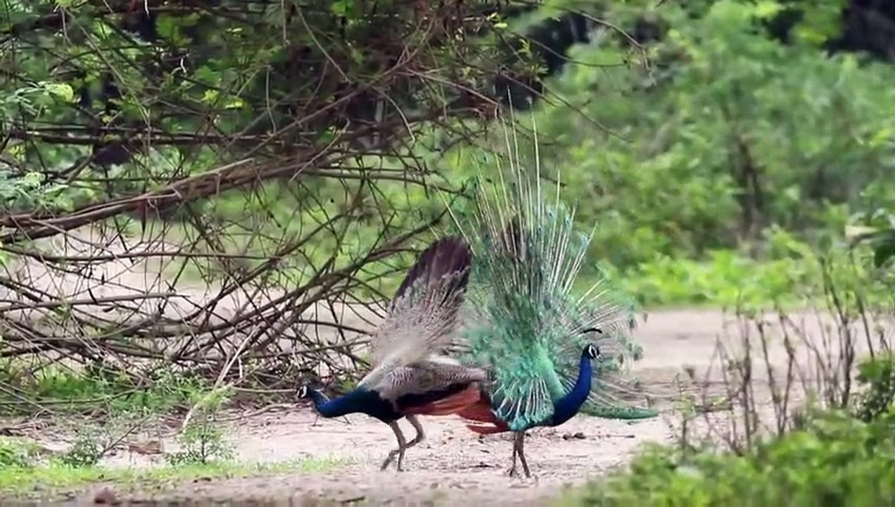 Peacock  dance _ rainy day _ peacock rainy dance _ peacock making love_love sound of peacock