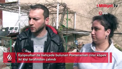 Eyüpsultan'da cins köpeği böyle çaldılar