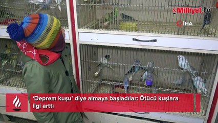 ‘Deprem kuşu’ diye almaya başladılar: Ötücü kuşlara ilgi arttı