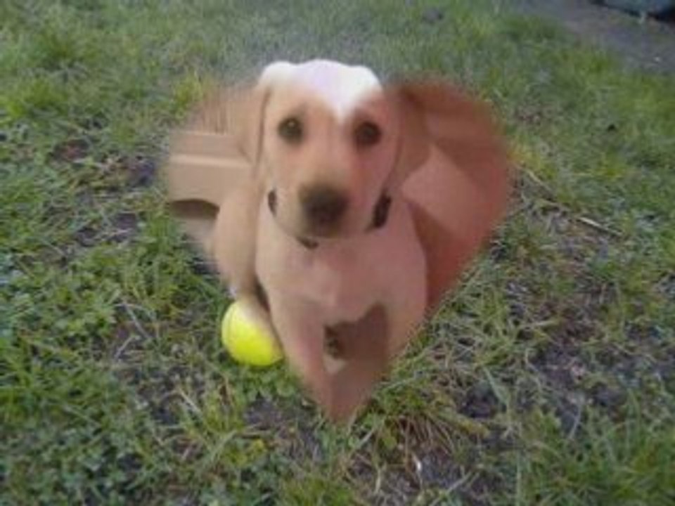 1erMontageVideo Cali labrador