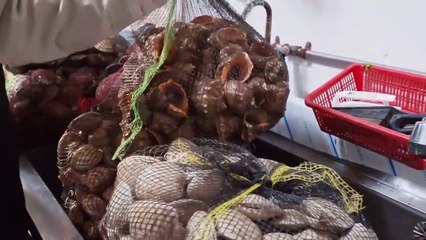 Absolutely Fresh！Huge Clam Soup, 12 kinds of Clams Seafood Hotpot _ 扇貝萬花筒！巨大貝類海鮮鍋, 海鮮牛雞湯