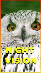 Strange Facts About OWL Eyes