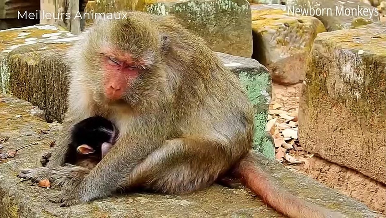 Wild Animals Hunting Zebras, They Like To Eat Inside Zebra