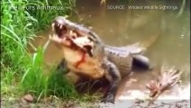 Crocodile Like To Hunt The Prey From Underwater And Eat Inside Them