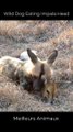 Wild Dog Eating Impala Head #short #animals #hunting #eating