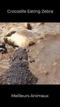 Crocodiles eating Zebra In River#short #animals #hunting #eating