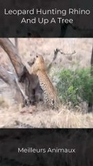 Leopard Hunting Rhino And Up A Tree #short #Wildanimals