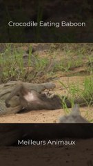 Crocodile eating Baboon