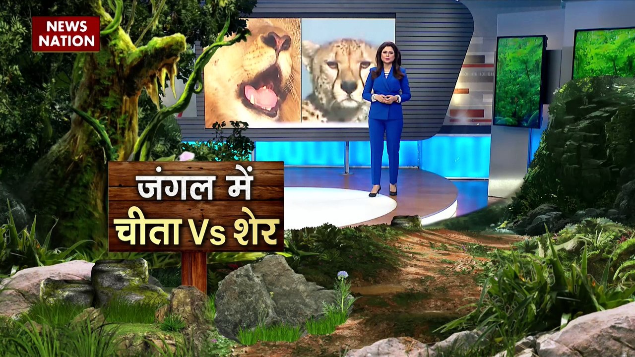 Jungle News : Alaska में आपस में भिड़े भालू