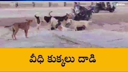 హుజుర్ నగర్ : వీధి కుక్కల దాడిలో చిన్నారికి గాయాలు