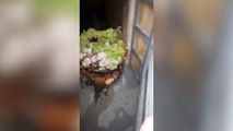 Man finds Amazon packages floating in his pool after delivery driver threw items over garden wall