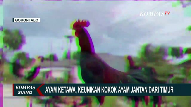 Ayam Ketawa Curi Perhatian Warga Gorontalo, Berkokok Seperti Tertawa Manusia