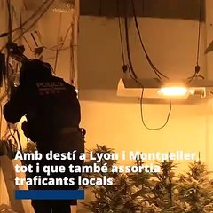Desmantelan un clan familiar que cultivaba marihuana para exportarla a Francia / MOSSOS