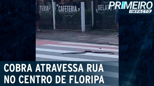 Educada e consciente, cobra atravessa rua na faixa de pedestres