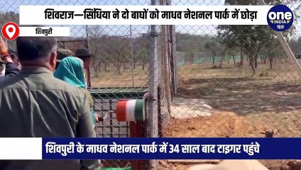 शिवपुरी के माधव नेशनल पार्क में सीएम—सिंधिया ने दो बाघ छोड़े
