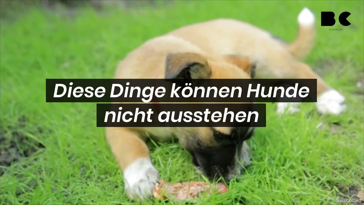 Diese Dinge können Hunde überhaupt nicht ausstehen!