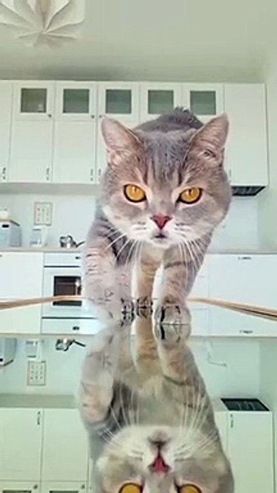 Are there several reasons why people get cats-  Do you know them-  Share in the comments#cats #kitty