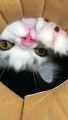 Aww.. Funny Cute Cats  #KUCING- Viral Clips Compilation  - Wait For Last One  #funny #cat
