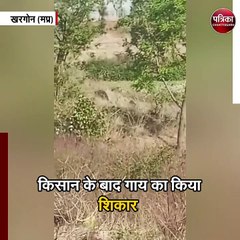 किसान के बाद गाय का किया शिकार