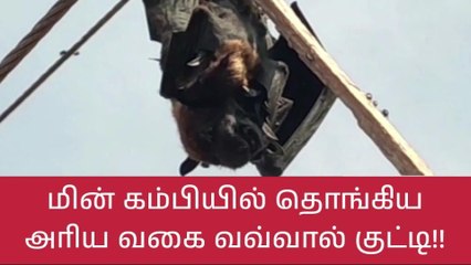இறந்தும் குட்டியை காத்த தாய் வவ்வால் - நெகழ்ச்சி சம்பவம்