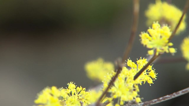 꽃으로 물든 남녘...4년 만에 맞이하는 '노 마스크' 봄꽃 축제 / YTN