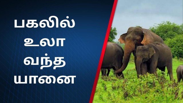 ஈரோடு: சாலையில் உலா வந்த காட்டு யானை!