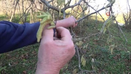 Uzmanlar fındıkta ilkbahar geç donlarına karşı üreticileri uyardı