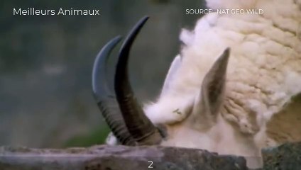 Goat And Mountain Goat Is The Target Of Predators