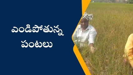 ముస్తాబాద్: మండుతున్న ఎండలు.. ఎండుతున్న పంటలు