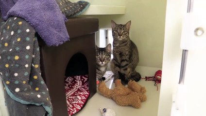 Cats needing homes at RSPCA Bluebell Ridge, East Sussex (Kristen & Heidi)