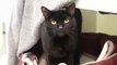 Cats needing homes at RSPCA Bluebell Ridge, East Sussex (Max)