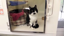 Cats needing homes at RSPCA Bluebell Ridge in East Sussex (Flanders)