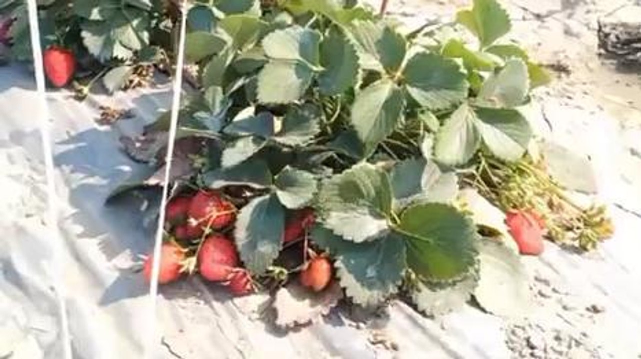 बाराबंकी: स्ट्रॉबेरी की खेती से किसान कमा रहे लाखों रुपए, अन्य किसानों को कर रहे जागरूक