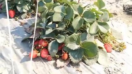 बाराबंकी: स्ट्रॉबेरी की खेती से किसान कमा रहे लाखों रुपए, अन्य किसानों को कर रहे जागरूक