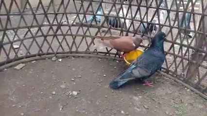 Bukan Rahasia ! Inilah Tanaman Paling Bermanfaat Bagi Merpati