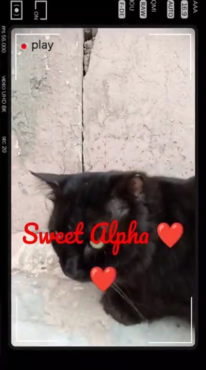 My Sweet Cat Alpha-Black Cat-SWEET ALPHA